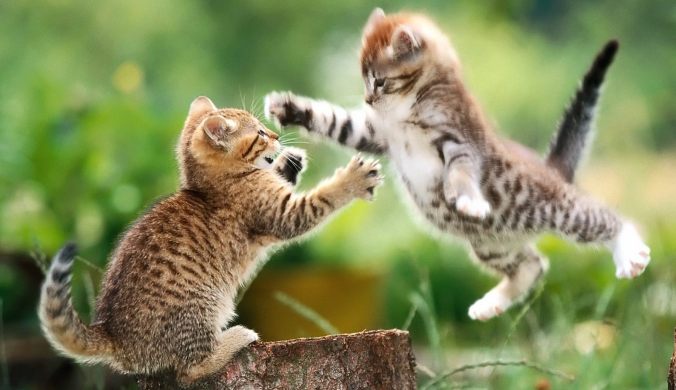Kittens play